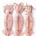 SQUID